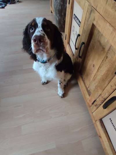 Springer Spaniel-Beitrag-Bild