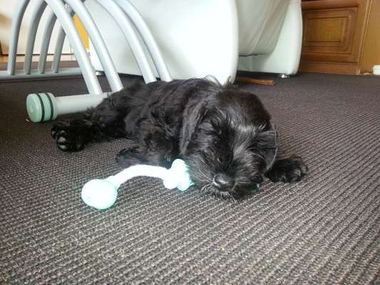 Welpen Bilder !-Beitrag-Bild