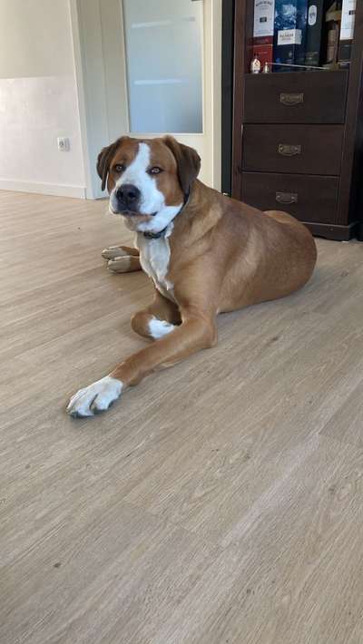 Schweizer Sennenhunde-Beitrag-Bild