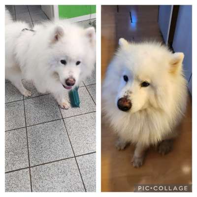 TierschutzhundeStammtisch🐕-Beitrag-Bild