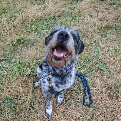 Tierschutzhunde suchen ein Zuhause-Beitrag-Bild