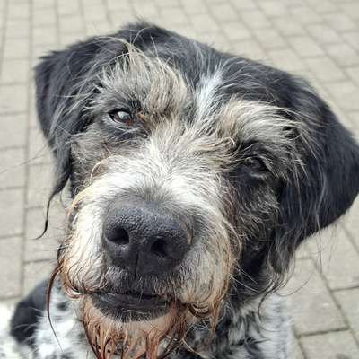 Tierschutzhunde suchen ein Zuhause-Beitrag-Bild