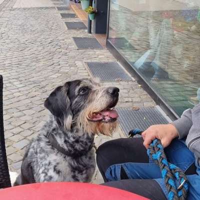 Tierschutzhunde suchen ein Zuhause-Beitrag-Bild