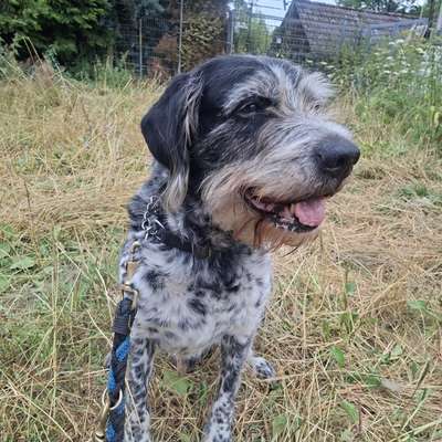 Tierschutzhunde suchen ein Zuhause-Beitrag-Bild