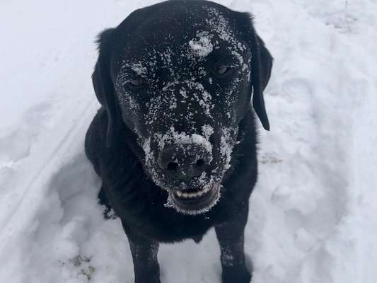 Labradorfans-Beitrag-Bild