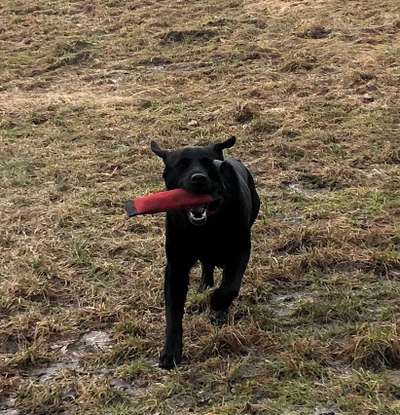 Labradorfans-Beitrag-Bild