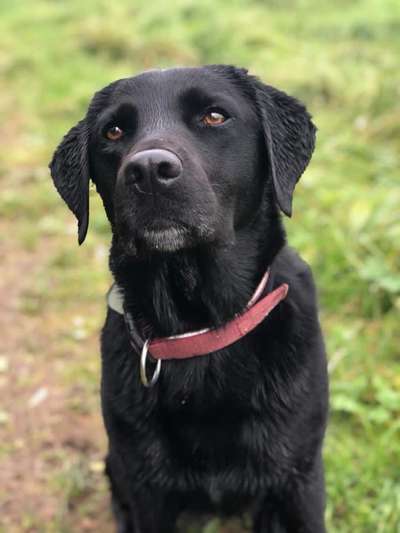 Labradorfans-Beitrag-Bild