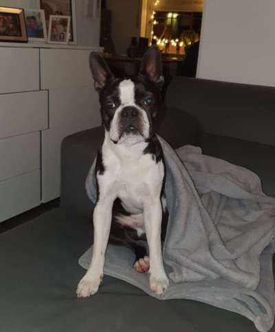 Boston Terrier Liebhaber❤️-Beitrag-Bild