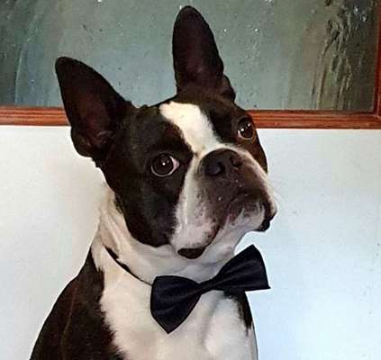 Wo sind hier die Boston Terrier?-Beitrag-Bild