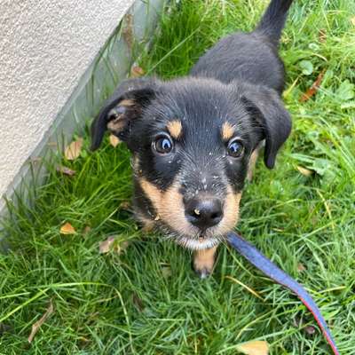 Hundetreffen-Welpentreffen im Schlossgarten Charlottenburg-Bild