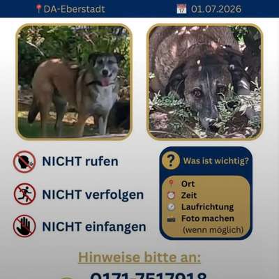 Suchmeldung-Selma-Bild