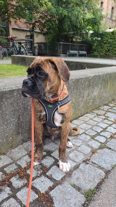 Boxer ???-Beitrag-Bild