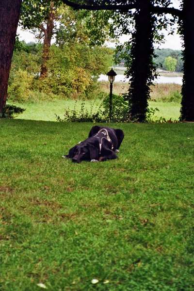 Hundetreffen-Hunderunde - Spazieren und/oder Spielen-Bild