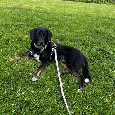 Hundetreffen-Spaziergehrunde-Bild