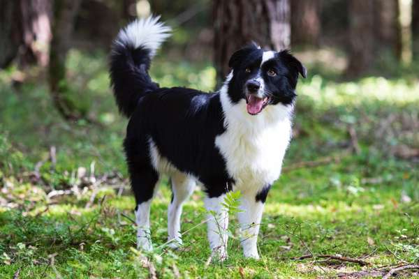 Aussies-Beitrag-Bild