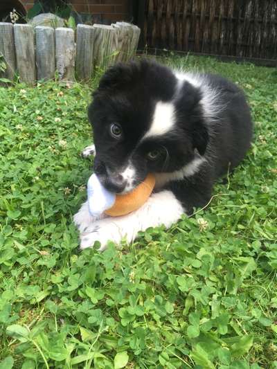 Welpen Bilder !-Beitrag-Bild