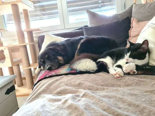 Welpen und Katzen aneinander gewöhnen-Beitrag-Bild