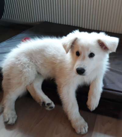 Welpen Bilder !-Beitrag-Bild