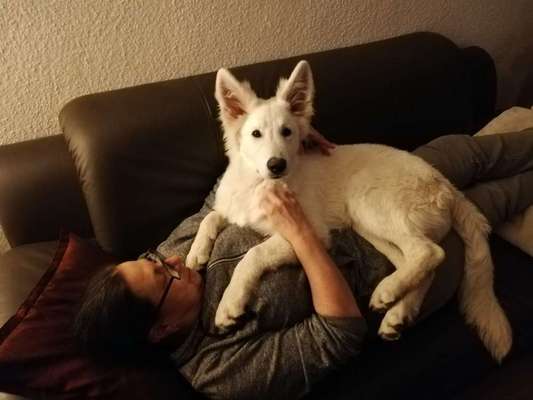 85. Foto Challenge : Schosshund-Beitrag-Bild