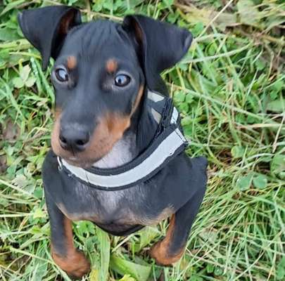 Gibt es noch mehr Manchester Terrier hier?-Beitrag-Bild