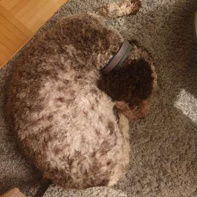 Lagotto Romagnolo Besitzer-Beitrag-Bild