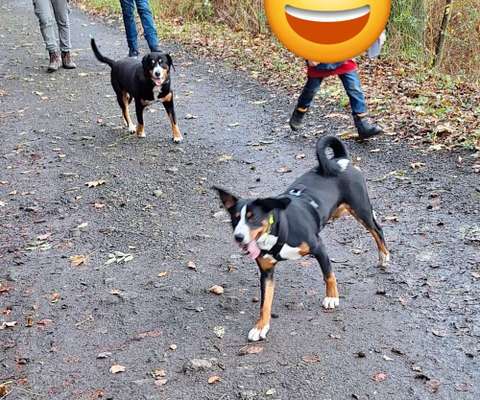 Hundetreffen-Das Gassi gehen üben-Bild