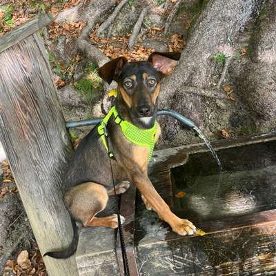 Hundetreffen-Gassirunde und Spieltreff für Welpen und Junghunde-Bild