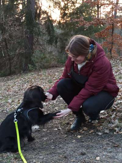 Hundetreffen-Hundefreunde für Biene gesucht-Bild