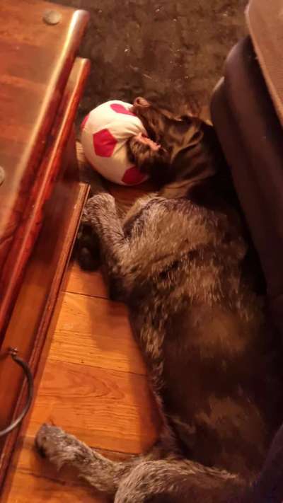 Dogorama Photo Challenge - Lieblingsspielzeug!-Beitrag-Bild