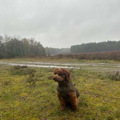 Hundetreffen-Gemeinsam spazieren und spielen-Bild