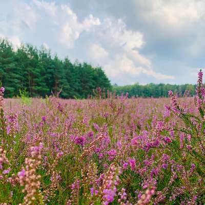 Hundetreffen-Lagendammer Heide-Bild