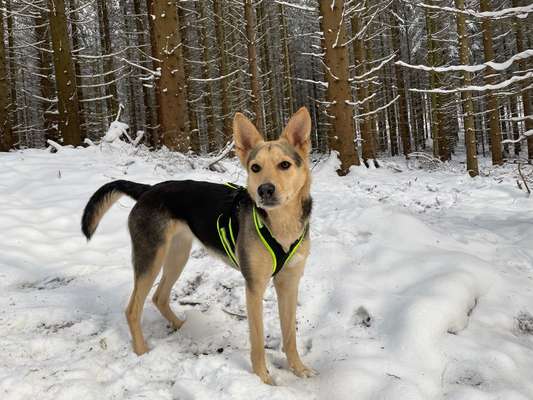 Griechischer Hasenhund-Beitrag-Bild