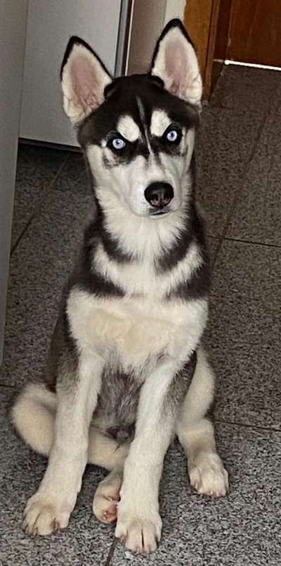 Fotochallange Nr. 57     PORTRÄT.   Beendet!!!!!!!!-Beitrag-Bild