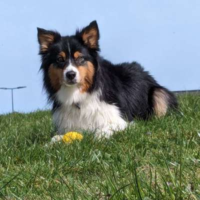 Hundetreffen-Gemeinsame Spaziergänge mit Hundefreunden-Bild