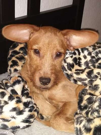 Die besten Hundeblicke 🐾❤️-Beitrag-Bild