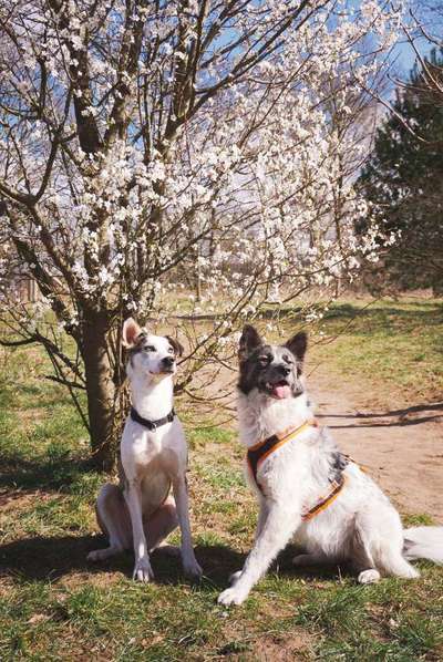 Hundetreffen-Tagesausflüge, Ziel flexibel-Bild