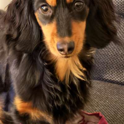 aktuelles Foto Gruppe Dackel