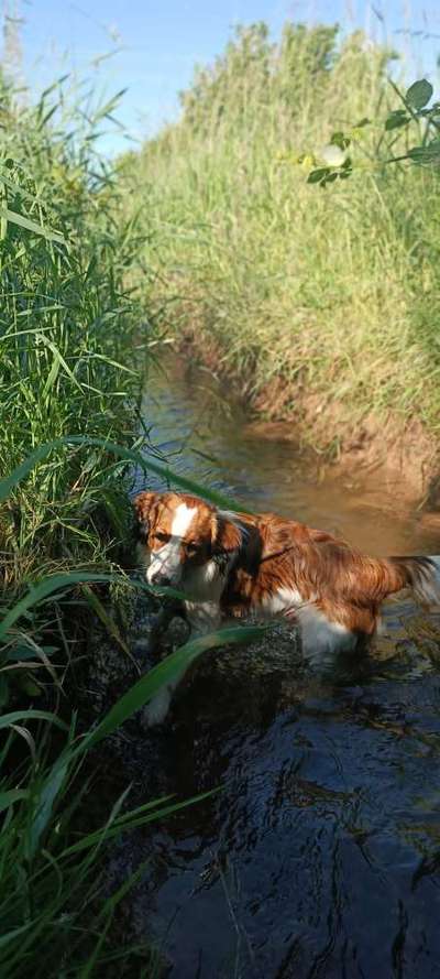 Kooikerhondje-Beitrag-Bild