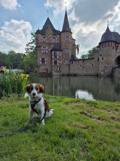 Kooikerhondje-Beitrag-Bild