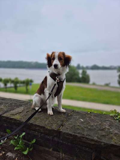 Kooikerhondje-Beitrag-Bild