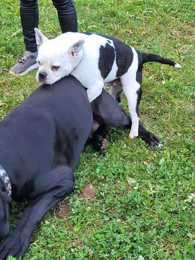 Hundetreffen-Hundespielstunde in Jünkerath-Bild