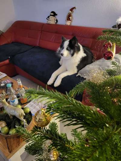 Dogorama Photo Challenge - Wir schauen fern (TV)-Beitrag-Bild