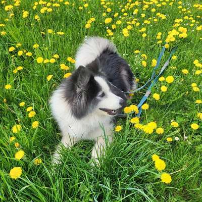 Hundetreffen-Hundespielstunde in Jünkerath-Bild