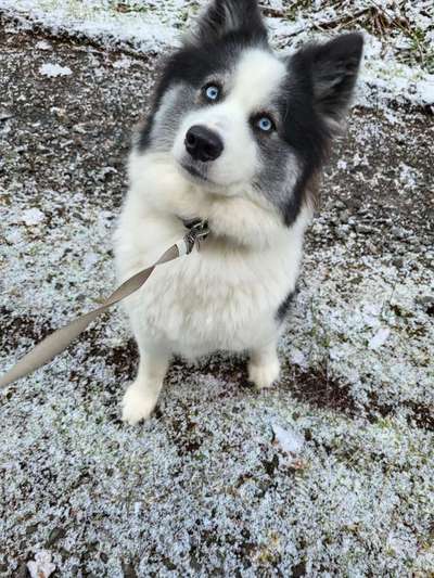 Hundebilder-Beitrag-Bild