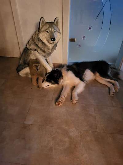 18. Handy - Foto - Challenge-Beitrag-Bild