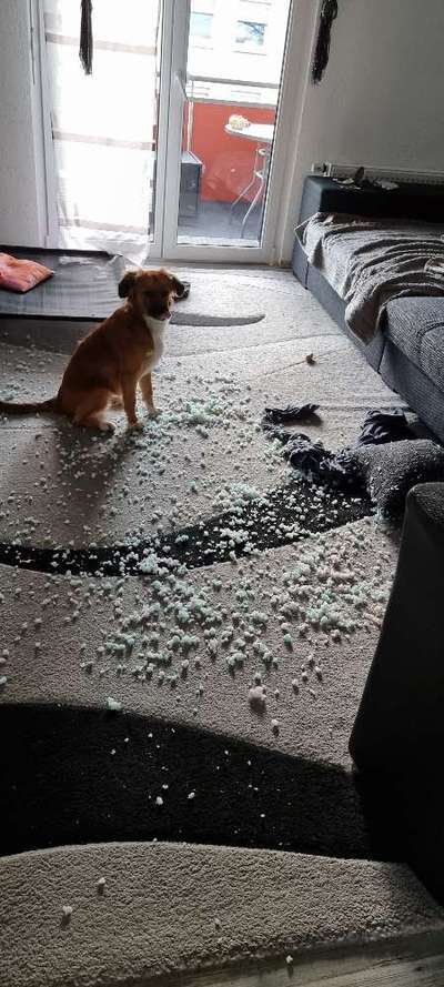 Zeig mir, dass du mit einem hund zusammenlebst....-Beitrag-Bild