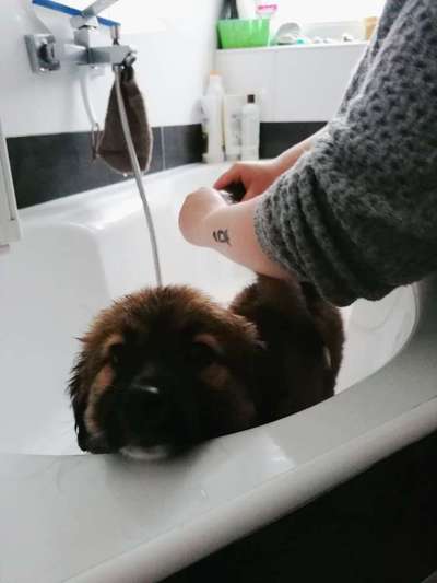 Dogorama-Monats-Challenge-Mai "Wasser"-Beitrag-Bild