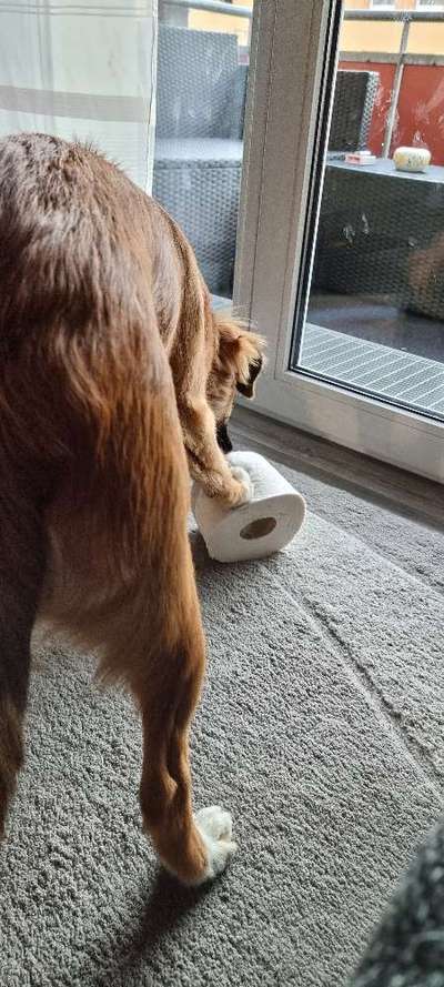 Zeig mir, dass du mit einem hund zusammenlebst....-Beitrag-Bild