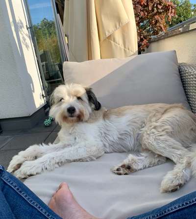 Mischlingshunde Foto Aufruf-Beitrag-Bild