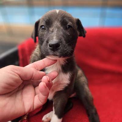 Hunde aus dem Tierschutz: Bulgarien-Beitrag-Bild